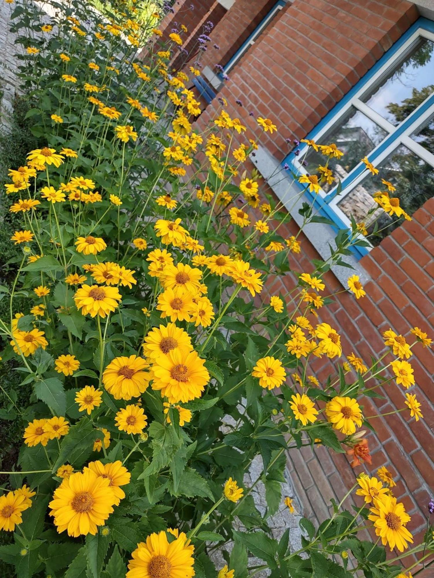 U Janciow Vila Cracóvia Exterior foto